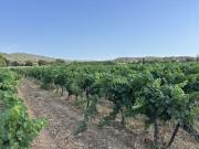 Domaine Viticole var de 13 Ha Habitation principale de 210