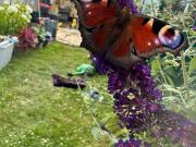 Doppelhaushälfte zu Verkaufen