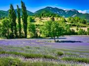 DROME DOMAINE CHASSE 130 HA