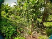 Ducos Vente Terrain 97