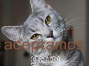 DUPLEX: PAREJA + GATO