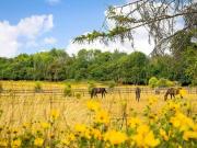 East Horsley, Chalk Lane, Leatherhead, 3 Bedroom Detached
