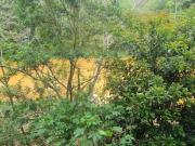 Edícula com 2 Quartos e 2 banheiros à Venda, 2.000 m²...