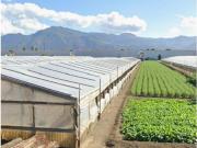 Edificabile in Via Passanti