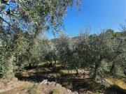 Edificabile Residenziali di 65000 mq a Centro Torchiara