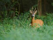 Eigenjagden von bis zu 250 ha mit Jagdhaus und...