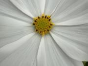 Einfamilienhaus mit Pool zum Kauf von privat