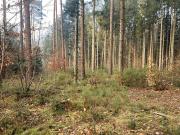 Einmalige Gelegenheit: Waldgrundstück mit ca. 3 ha in...