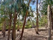 EL BOLDO, SECTOR EL MEDANO