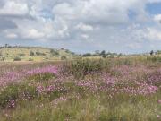 El Saucito, Amealco Terreno En Venta de 4,600m2. Cerca...