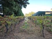 em Ancas, Anadia, Ancas