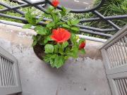 En location Appartement