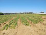 EN PAGO MEDIA NARANJA, EN LA ZONA DEL PINAR, AQUI ES...