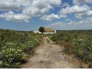 En venta: 3 hectareas con casa y nave en el Pago de la...