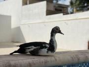 EN VENTA AMPLIA CASA RECIÉN REMODELADA CON EXCELENTE...