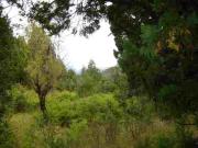 EN VENTA CAMPO DE 154 HECTREAS EN EL BOLSÓN CH 100