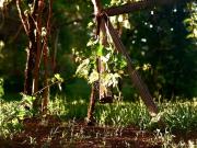 En venta finca con casa, 5ha en rama caida, excelente...