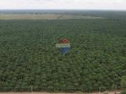 En venta hacienda palma africana en balzar guayas