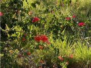 En venta terreno en el Parral MB