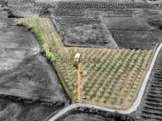 Monte Alentejano em Casa Branca, Sousel 2 Quartos e...