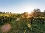 ERSTBEZUG MIETE im ALLEE IDYLL Alleestrasse 8