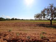 Esa preciosa parcela se encuentra a 6km de Campos. Fácil...