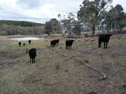 Escape. Explore. Establish!