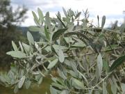 Esercizio commerciale in affitto a Citta' Di Castello