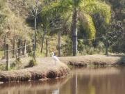 ESPECIAL SÍTIO PARA CULTIVO DE PEIXES COD: 5585 F: 11...