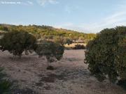 ESPECTACULAR VILLA EN SAX CON 17.000m2 DE PARCELA
