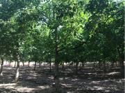 Estremoz Évora herdade 9ha projeto aprovado hotel Rural...