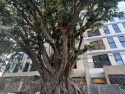 ESTRENA A UNOS PASOS DE PUNTO SAU PAULO