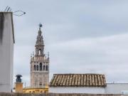 Estudio Venta Sevilla Capital, Alfalfa