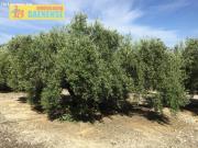 Estupenda finca de olivar marteño