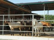 Etablierter Reiterhof für bis zu 50 Pferde mit Reithalle...