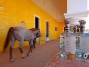 Ex Hacienda La Parreña del Siglo XIX El Arenal, Jalisco....