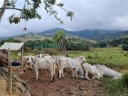 Excelente Fazenda de 200 ha na Região de Ubá MG
