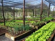 Excelente Sítio 145.200 m2, Jd. Paulista, porteira...