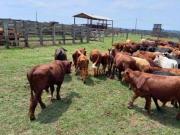 Excelente Sítio à Venda em Itapetininga – SP Excelente Sítio à Venda em Itapetininga – SP