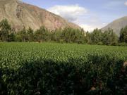 EXCELENTE TERRENO 6,217 M2 EN EL VALLE SAGRADO URUBAMBA...