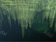 ¡Excelente terreno con Cenote en venta! Valladolid, Yucatán