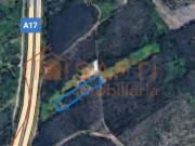 Excelente Terreno em zona de Pinhal e Eucaliptal