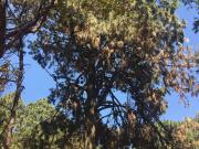 Excelente terreno en fraccionamiento Del Bosque