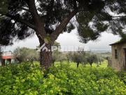 Excelente Terreno Rústico em Castelo Branco com perto de...