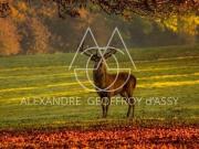 Exceptionnel domaine de chasse de 900 ha situé dans le...