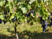 Exclusiva Parcela con Viñas y Olivos