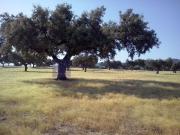Villa / Chalet de lujo 250 m2 en venta, Monte Ruin,...
