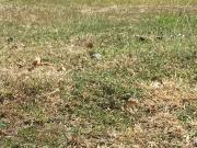 Below Market Lot for Sale in Alabang 400 Village,...