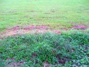 Exclusive Residential Lot for Sale in Urdaneta Village,...