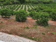 Exclusivo rancho agrícola 14 ha en producción con casa,...